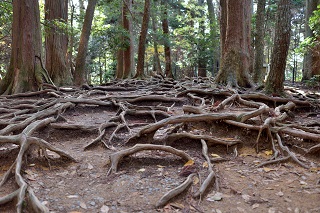 f:id:sarunokinobori:20180520141134j:plain