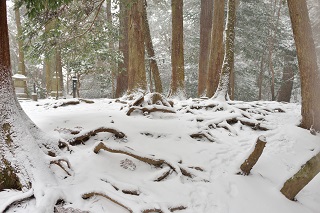 f:id:sarunokinobori:20180520141153j:plain