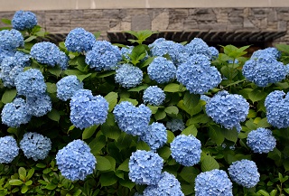 f:id:sarunokinobori:20180601214537j:plain f:id:sarunokinobori:20180601214537j:plain