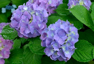 f:id:sarunokinobori:20180601214601j:plain f:id:sarunokinobori:20180601214601j:plain