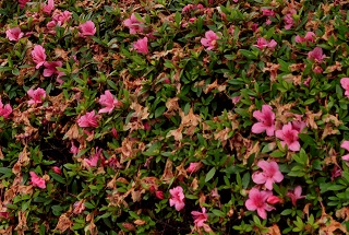 f:id:sarunokinobori:20180606222714j:plain f:id:sarunokinobori:20180606222714j:plain