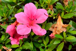 f:id:sarunokinobori:20180606222722j:plain f:id:sarunokinobori:20180606222722j:plain