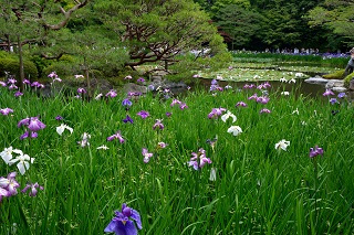 f:id:sarunokinobori:20180619221919j:plain