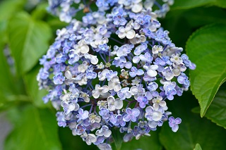 f:id:sarunokinobori:20180712215008j:plain