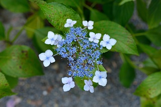f:id:sarunokinobori:20180712215037j:plain