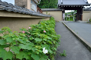 f:id:sarunokinobori:20180714200304j:plain
