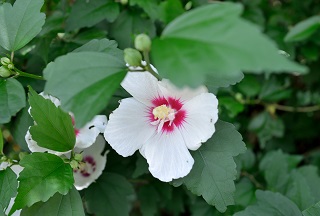 f:id:sarunokinobori:20180714200343j:plain