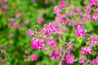 f:id:sarunokinobori:20180820192957j:plain