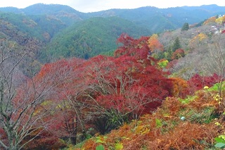 f:id:sarunokinobori:20180905145239j:plain