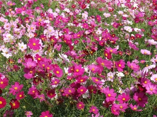 f:id:sarunokinobori:20180912145721j:plain