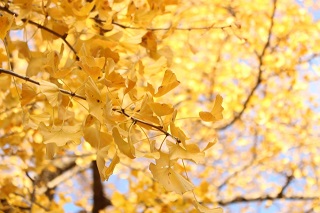 f:id:sarunokinobori:20180918150123j:plain