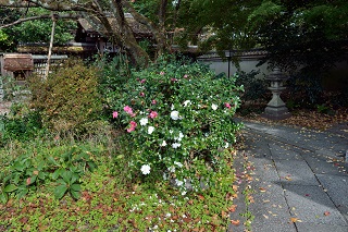 f:id:sarunokinobori:20181119204955j:plain