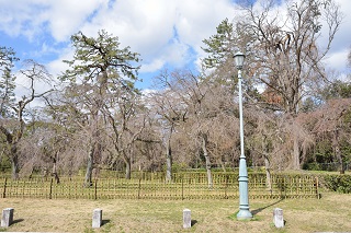 f:id:sarunokinobori:20190319224600j:plain