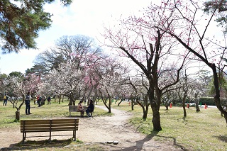 f:id:sarunokinobori:20190319224614j:plain