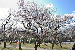 f:id:sarunokinobori:20190319224625j:plain