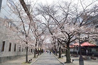 f:id:sarunokinobori:20190329220620j:plain