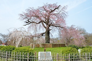 f:id:sarunokinobori:20190329220647j:plain