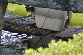 f:id:sarunokinobori:20190508222733j:plain