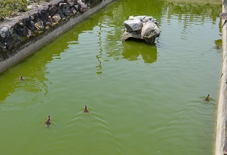 f:id:sarunokinobori:20190508222744j:plain