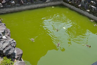 f:id:sarunokinobori:20190508222759j:plain