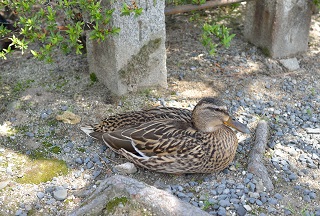 f:id:sarunokinobori:20190508222820j:plain