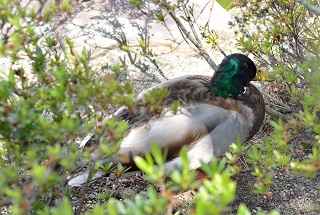 f:id:sarunokinobori:20190508222843j:plain