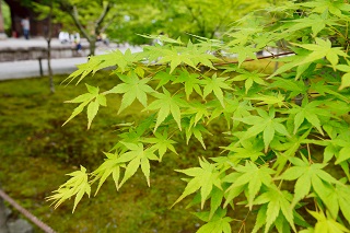 f:id:sarunokinobori:20190514223154j:plain