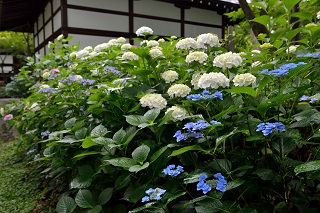 f:id:sarunokinobori:20190614231511j:plain