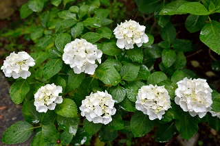 f:id:sarunokinobori:20190614231529j:plain