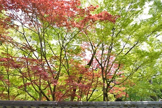 f:id:sarunokinobori:20190708222246j:plain