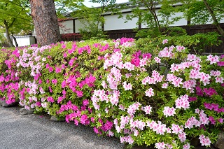 f:id:sarunokinobori:20190708222305j:plain
