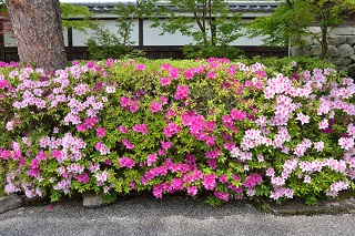 f:id:sarunokinobori:20190708222315j:plain