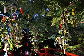 北野天満宮 御土居のライトアップ 京の七夕19 京都旅行のオススメ