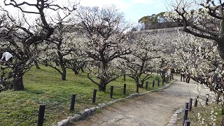 f:id:sarunokinobori:20200213211140j:plain f:id:sarunokinobori:20200213211140j:plain