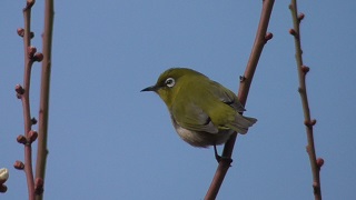 f:id:sarunokinobori:20200213211149j:plain f:id:sarunokinobori:20200213211149j:plain