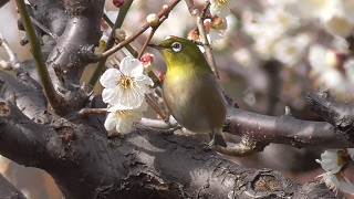 メジロと大阪城公園の梅 京都旅行のオススメ