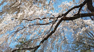 f:id:sarunokinobori:20200320230118j:plain