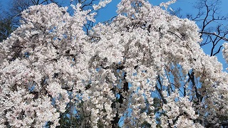 f:id:sarunokinobori:20200320230129j:plain