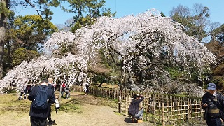 f:id:sarunokinobori:20200320230143j:plain