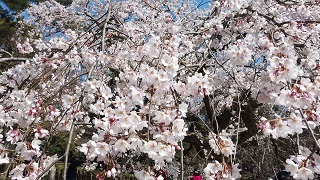 f:id:sarunokinobori:20200320230152j:plain