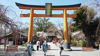 平野神社の桜 魁桜が見頃を迎えて満開 京都旅行のオススメ 平野神社の桜 魁桜が見頃を迎えて満開 京都旅行のオススメ