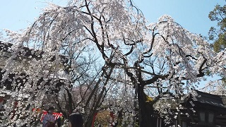 f:id:sarunokinobori:20200323184419j:plain f:id:sarunokinobori:20200323184419j:plain