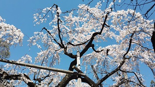 f:id:sarunokinobori:20200323184430j:plain f:id:sarunokinobori:20200323184430j:plain