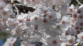 f:id:sarunokinobori:20200323184440j:plain f:id:sarunokinobori:20200323184440j:plain