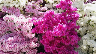 f:id:sarunokinobori:20200508205121j:plain f:id:sarunokinobori:20200508205121j:plain