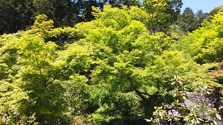 f:id:sarunokinobori:20200510212405j:plain f:id:sarunokinobori:20200510212405j:plain