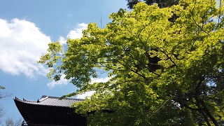 f:id:sarunokinobori:20200518195515j:plain