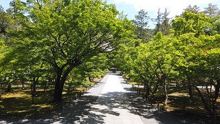 f:id:sarunokinobori:20200518195535j:plain