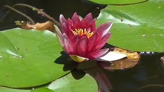 f:id:sarunokinobori:20200705195105j:plain