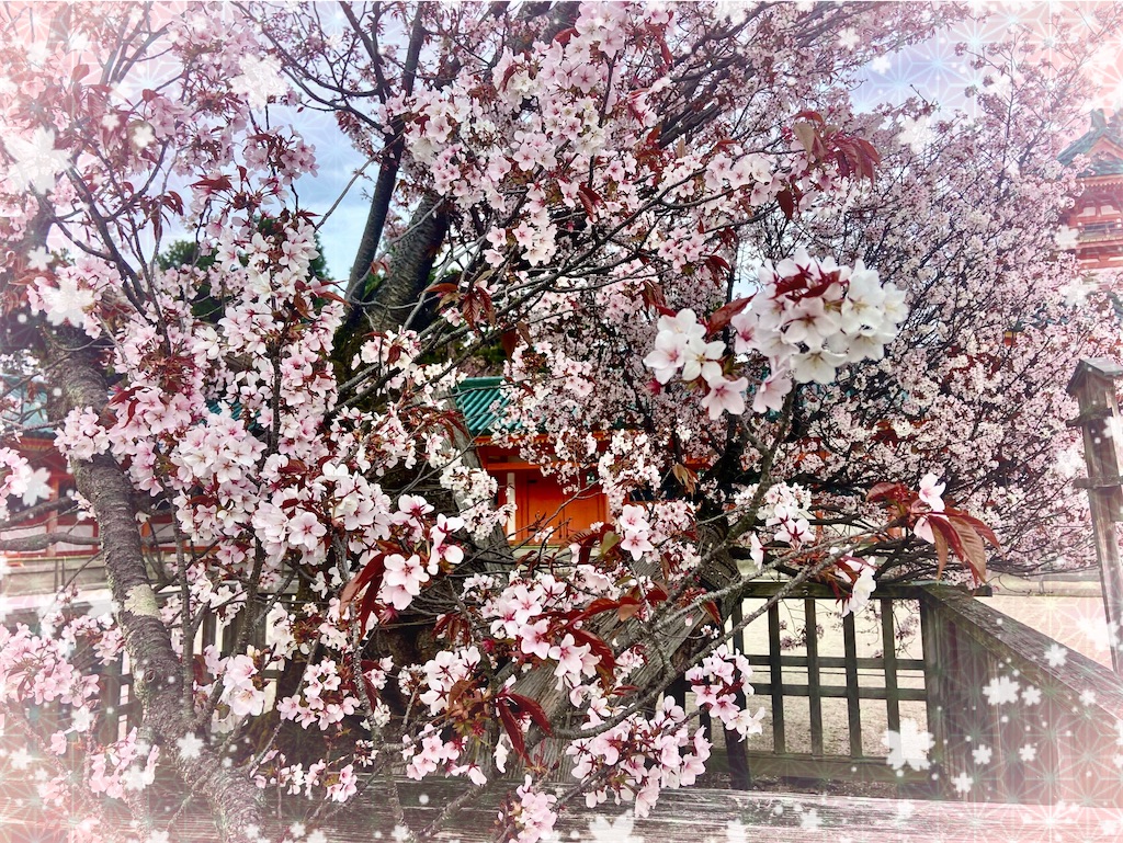 f:id:sas9inch:20250224133427j:image